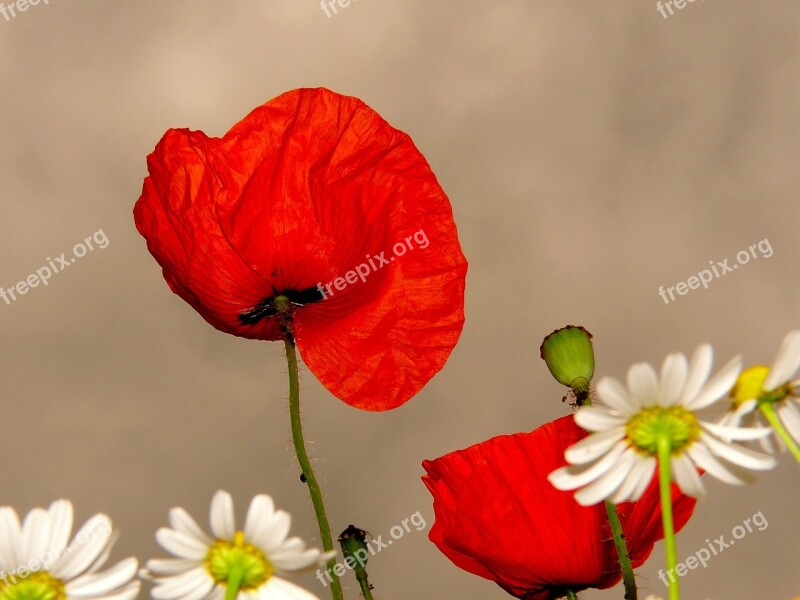 Klatschmohn Poppy Red Flower Blossom