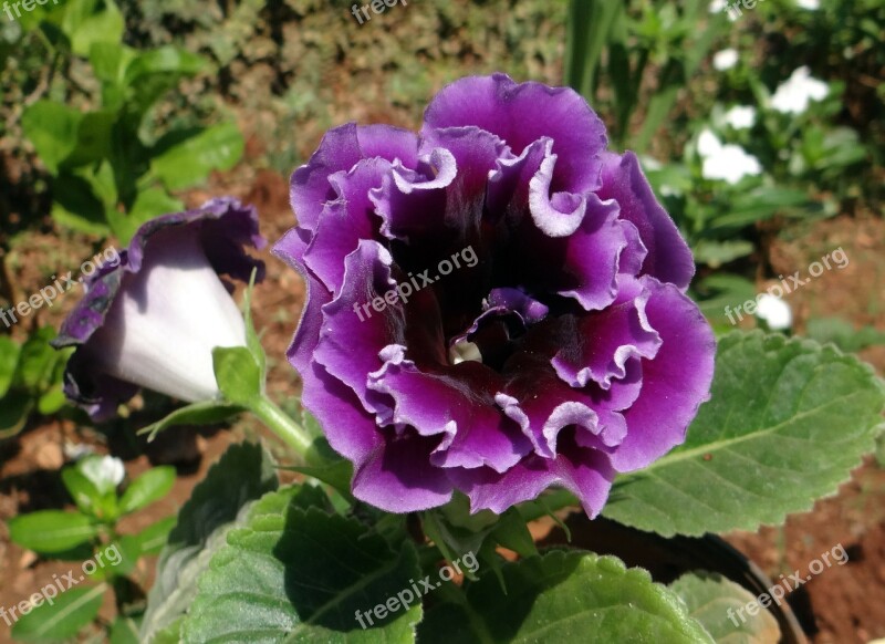 Violet Flower Flora Beautiful Dharwad