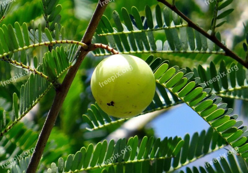 Indian Gooseberry Amla Phyllanthus Emblica Emblica Officinalis Amalika