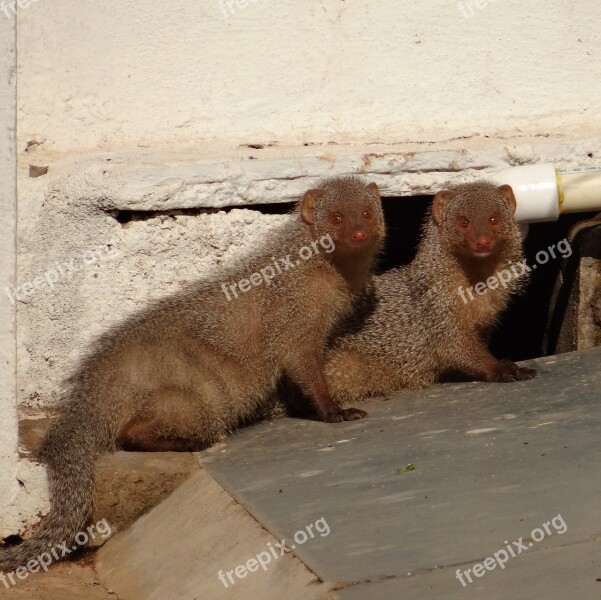 Mongoose Rodents Indian Animal Dharwad