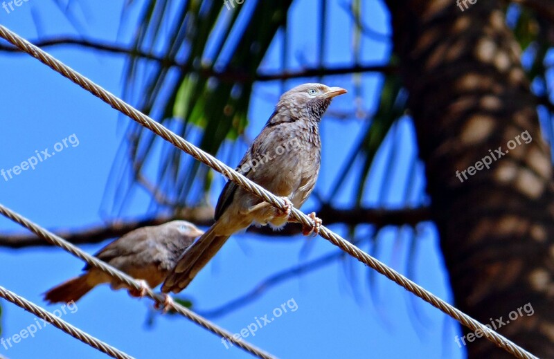 White-headed Babbler Yellow-billed Babbler Leiothrichidae Turdoides Leucocephala Bird