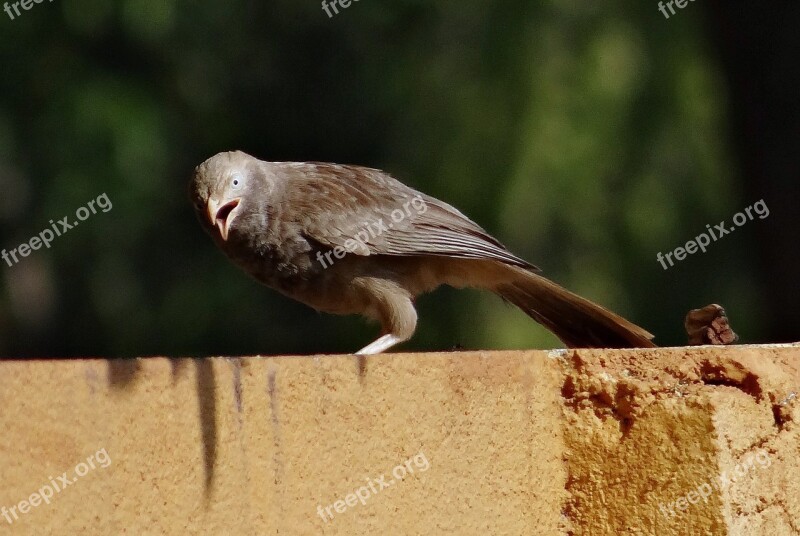 White-headed Babbler Yellow-billed Babbler Leiothrichidae Turdoides Leucocephala Bird