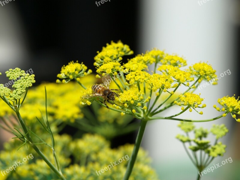 Bee Fennel Yellow Flower Free Photos