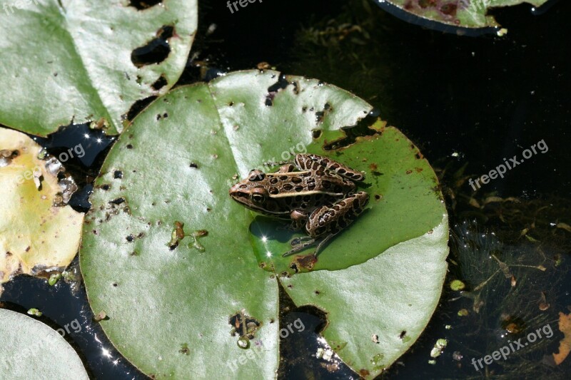 Frog Amphibian Lily Pad Pad Marsh