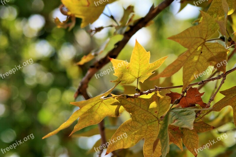 Autumn Leaves Branch Leaves Foliage Yellow