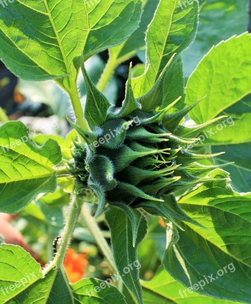 Sunflower Bud Flower Sunflower Bud Green