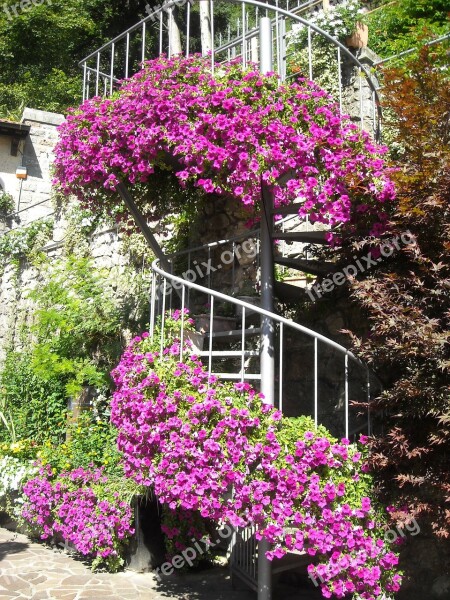 Spiral Staircase Italy Flowers Stairs Free Photos