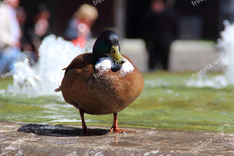 Duck Mallard Water Bird Animal