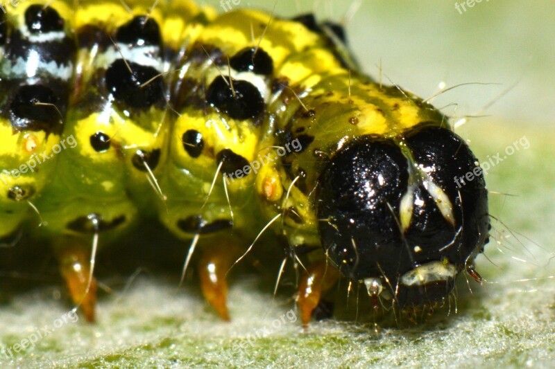 Caterpillar Bug Animal Macro Free Photos