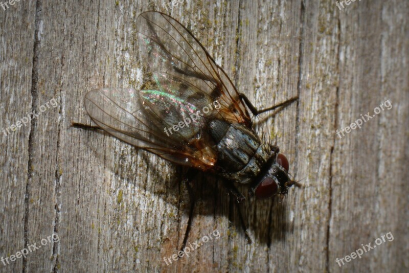 Fly Bug Animal Macro Free Photos