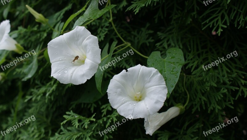 Vetch Blossom Bloom Nature Free Photos