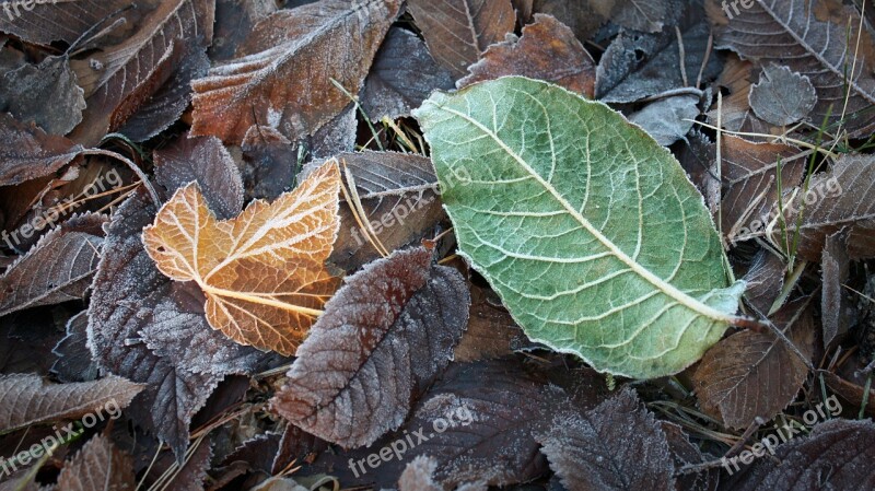 Frost Nature Winter Leaf Lövhög