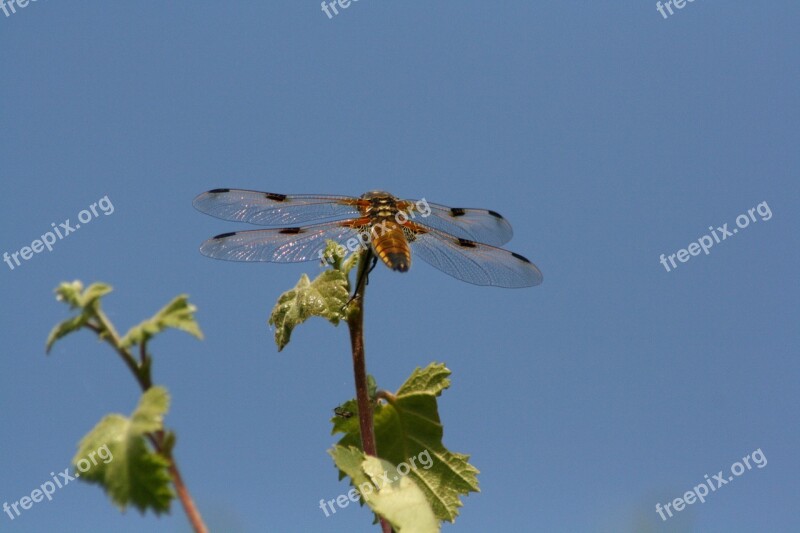 Dragonfly Nature Bug Free Photos