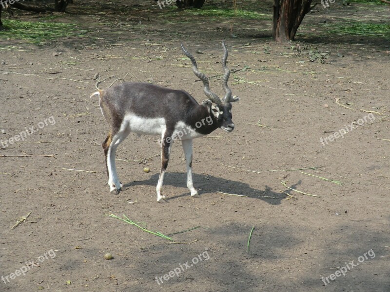 Black Buck Antelope Indian Zoo Animal