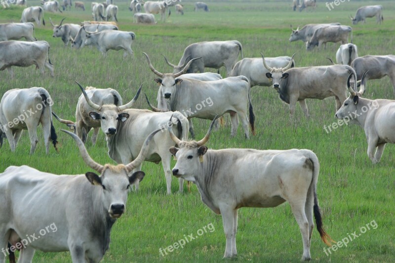 Hungarian Grey Cattle Robert Gulya Cumania Free Photos