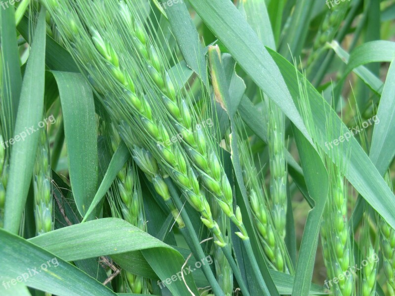 Wheat Natural Countryside Field Nature