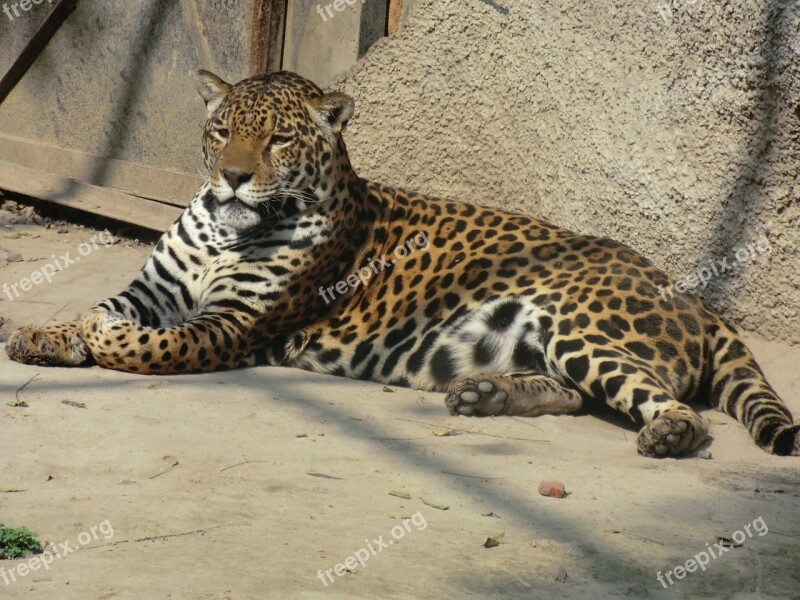 Jaguar Wildlife Nature Animals Feline