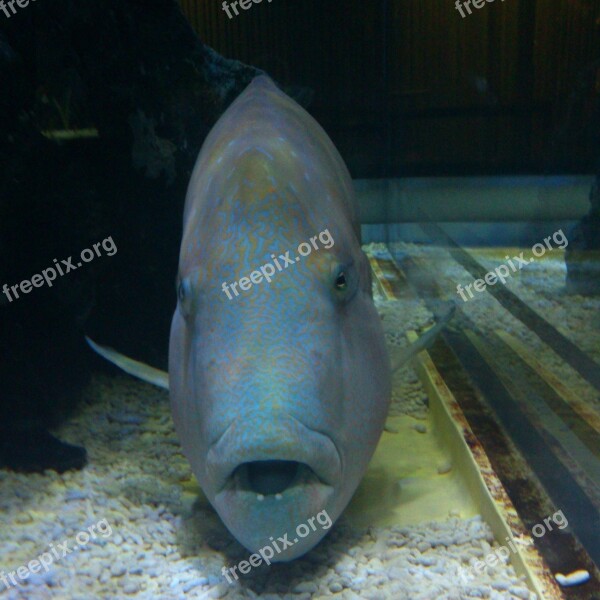 Humphead Wrasse Napoleonfish Fish Aquarium Underwater