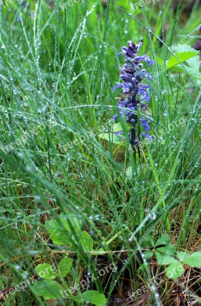 Blossom Bloom Purple Grass Drop Of Water