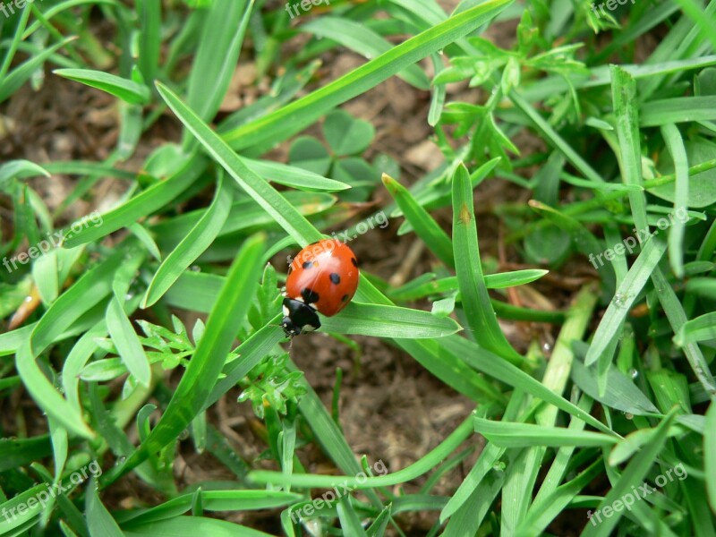 Ladybug Lucky Charm Insect Beetle Nature