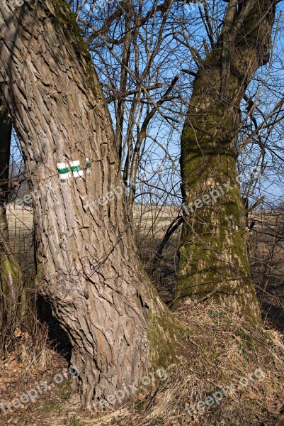 Tourist Trail Trees Branches Landscape South Bohemia