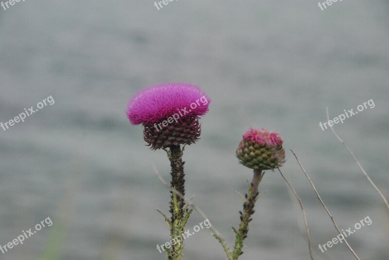 Sea Flowers Nature Flower Pink