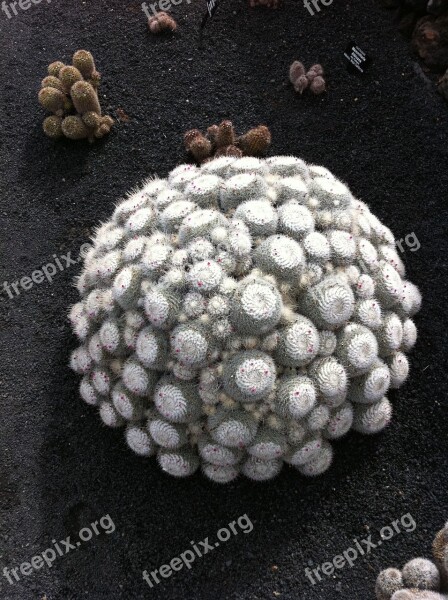 Cactus Fuerteventura Manrique Cactus Garden Free Photos