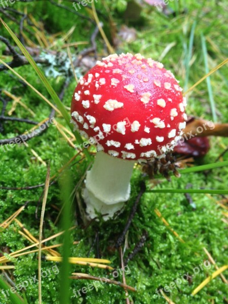 Mushroom Amanita Muscaria Red Poison Danger