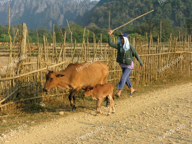 Laos Vang Vieng Animals Animal Cow