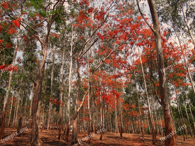 Eucalyptus Trees Forest Blooming Delonix Regia Trees