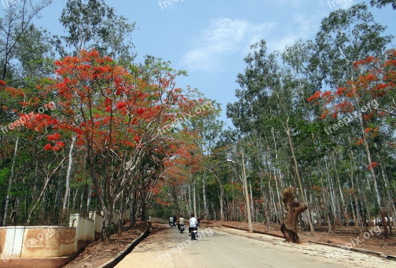 Eucalyptus Trees Avenue Delonix Regia Gulmohor Trees