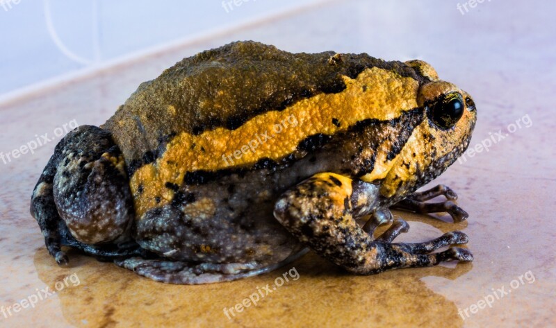 Toad Anuran Frog Amphibians Free Photos