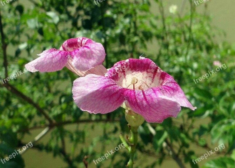 Zimbabwe Creeper Queen Of Sheba Flower Pink Podranea Brycei