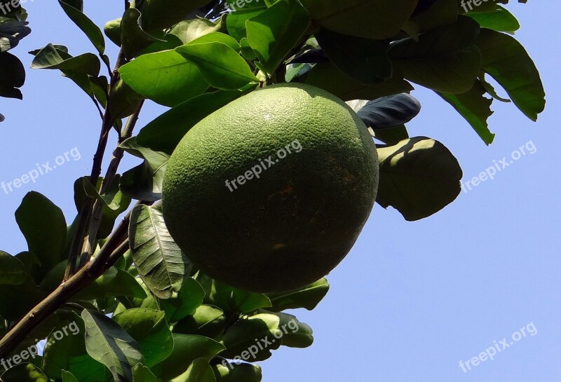 Grapefruit Citrus Paradisi Subtropical Citrus Fruit