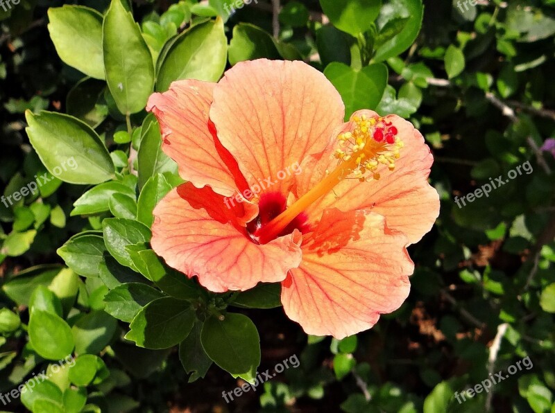 Hibiscus Peach Flower Rosa Sinensis China Rose