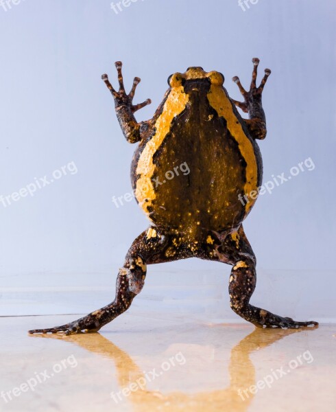 Toad Anuran Frog Amphibians Free Photos