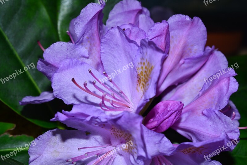 Rhododendrons Flowers Tender Frühlingsanfang Purple