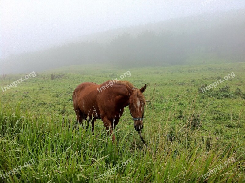 Jeju Olle Gill Nature Jeju Island Horse