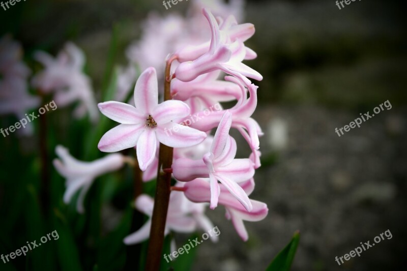 Flowers Care Spring Macro Nature