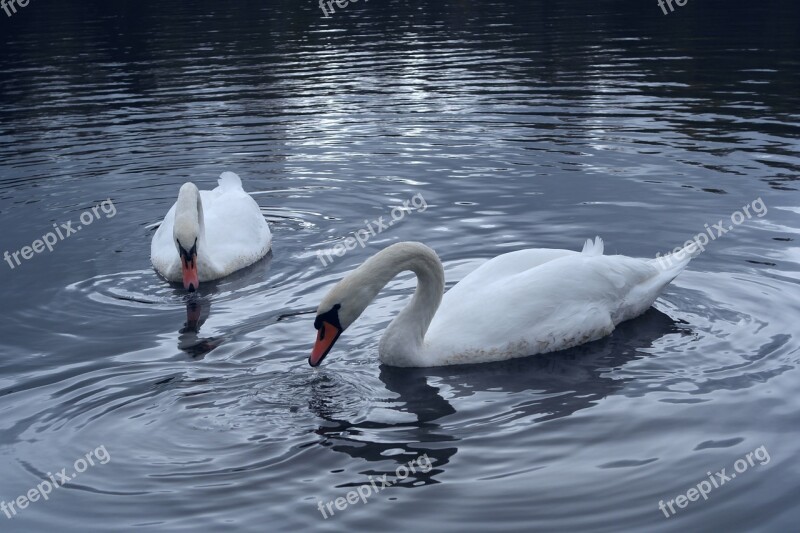 Swans Feeding Pond Free Photos