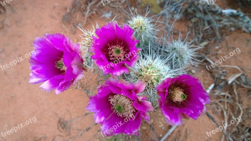 Cactus Blossoms Southwest Sedona Arizona