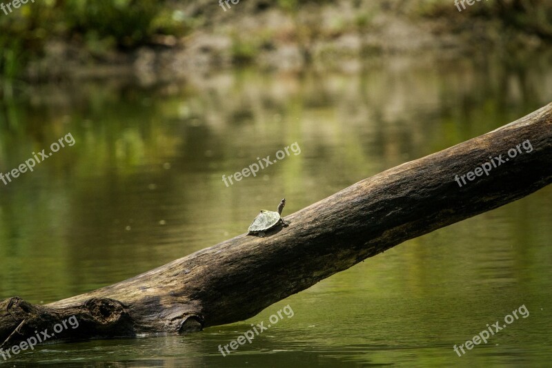 Assam Turtle Roofed India Water