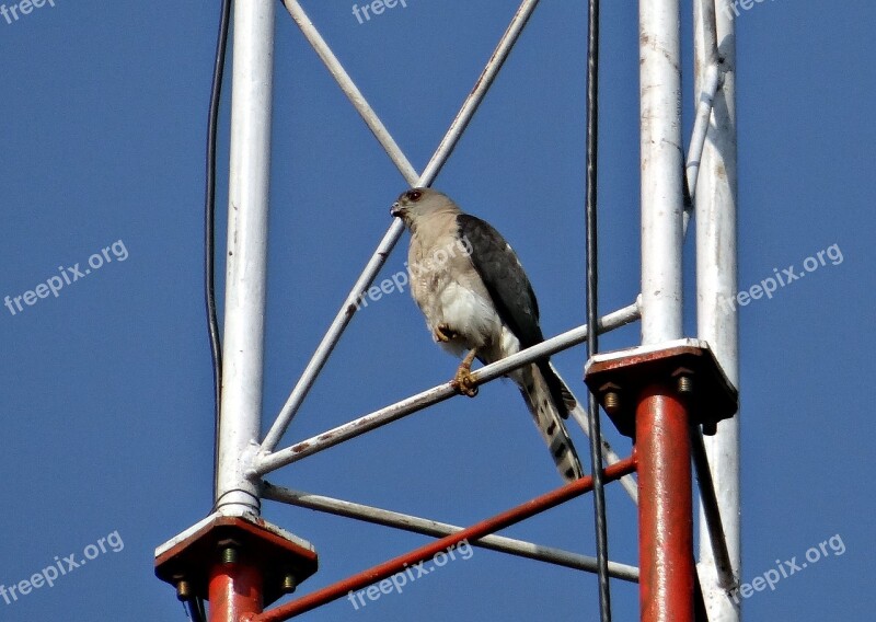 Shikra Accipiter Badius Bird Of Prey Accipitridae Little Banded Goshawk