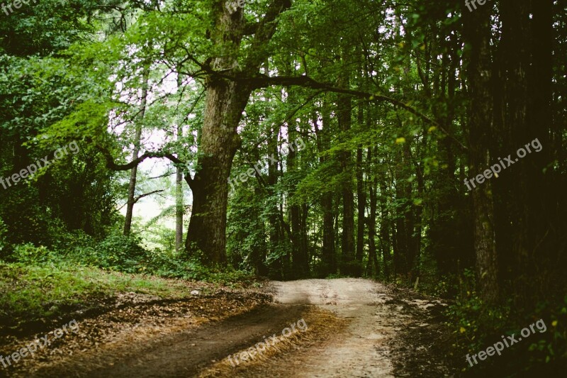 Field Path Path Way Forest Nature