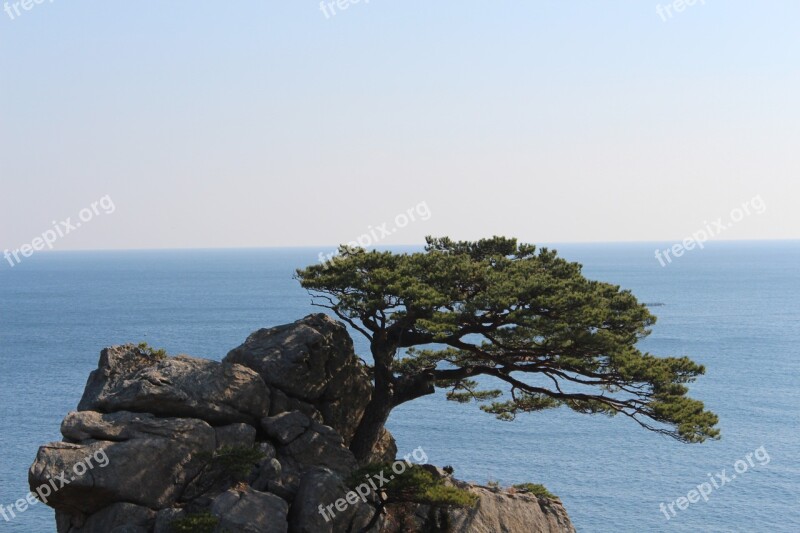 Rock Pine Sea Pines Free Photos