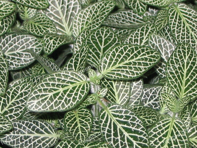 Plant Green Leaves Nature Potted Plant