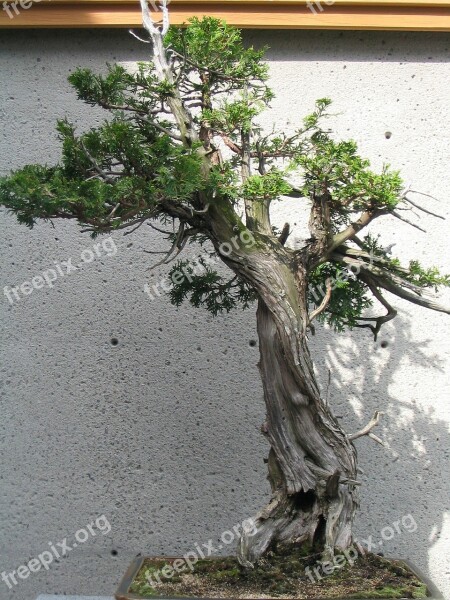 Bonsai Bonsai Tree Small Tree Plant