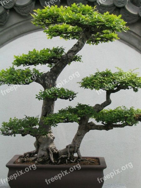 Bonsai Bonsai Tree Small Tree Plant