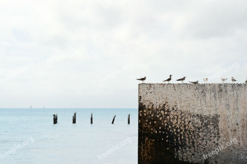 Seagulls Birds Gulls Wall Ocean