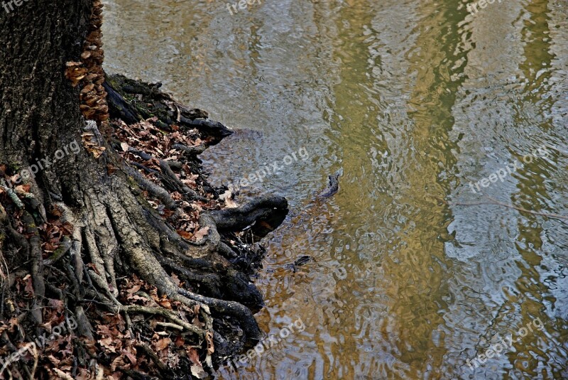 Joist Staříč Borovany River At The Mill